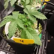 Mainely Genetics Micro Pheno Hunt
