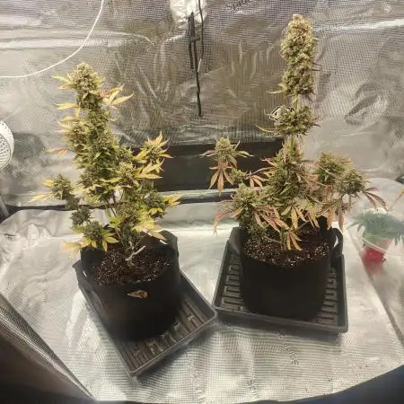 Autoflowers in fall
