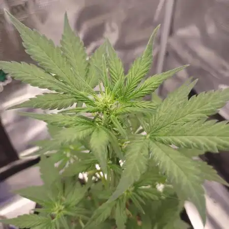 Autoflowers in fall.
