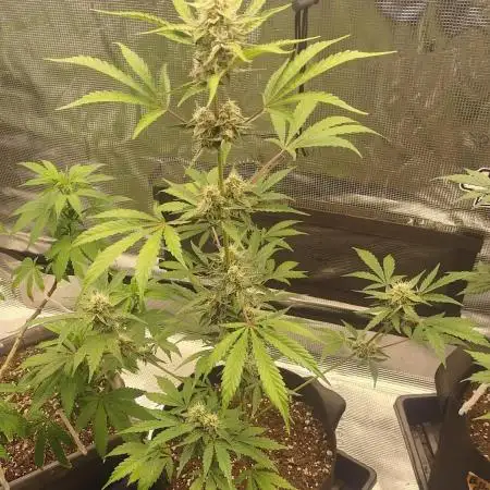 Autoflowers in fall.