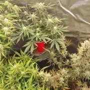Coco Coir Training: ChocoLope Auto