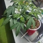 Coco Coir Training: ChocoLope Auto