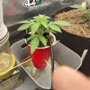 Coco Coir Training: ChocoLope Auto