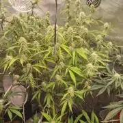 Autos In living Soil