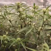 Autos In living Soil