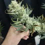 Autos In living Soil