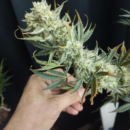 Autos In living Soil