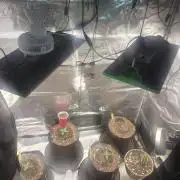 Autos In living Soil