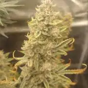 Autos In living Soil