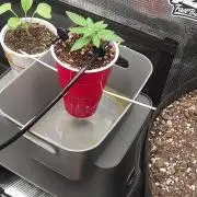 Coco Coir Training: ChocoLope Auto