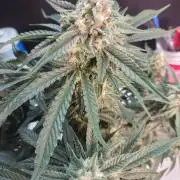 Coco Coir Training: ChocoLope Auto