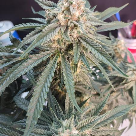 Coco Coir Training: ChocoLope Auto