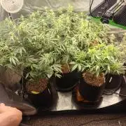 Autos In living Soil