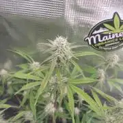 Autos In living Soil