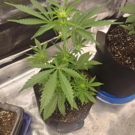 Autoflowers in fall.
