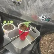 Coco Coir Training: ChocoLope Auto