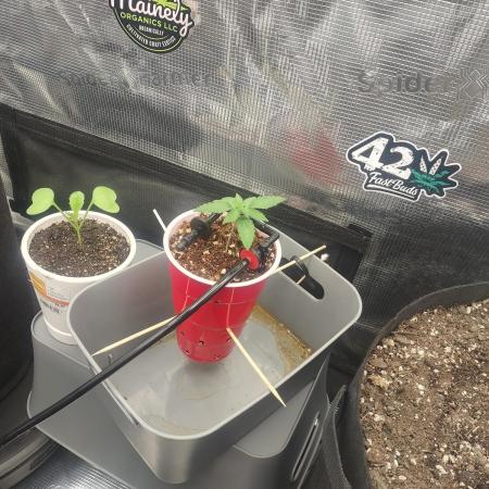 Coco Coir Training: ChocoLope Auto