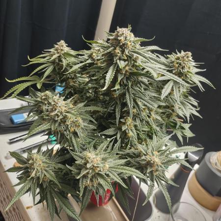 Coco Coir Training: ChocoLope Auto