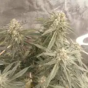 Coco Coir Training: ChocoLope Auto