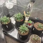 Autos In living Soil