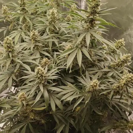 Cookie Gelato