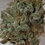 Royal Highness