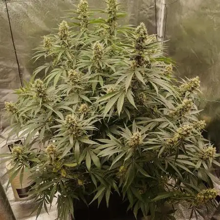 Cookie Gelato