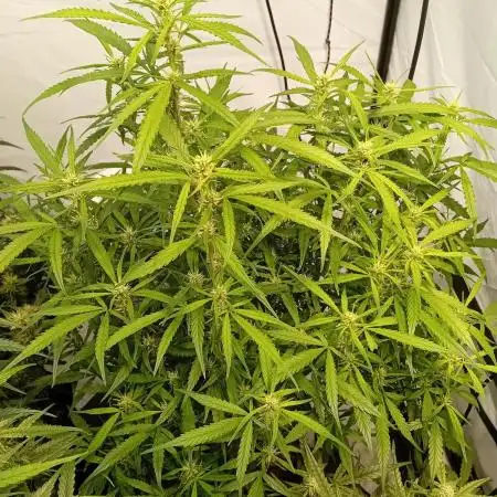 FrostybudZGenetics Gelato Fastbuds
