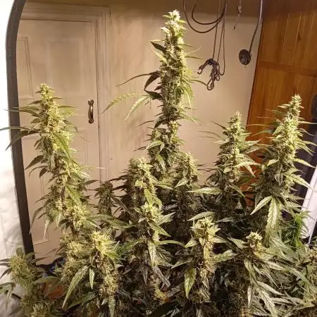 FrostybudZGenetics Scoopski Night owl