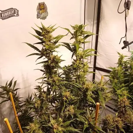 FrostybudZGenetics Deja Blue Night owl