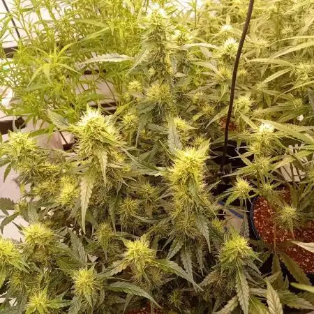 FrostybudZGenetics QueensBanner Nightowl