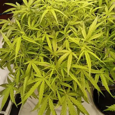 FrostybudZGenetics Wedding Cheesecake