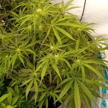 FrostybudZGenetics All GAS OG Humdbolt