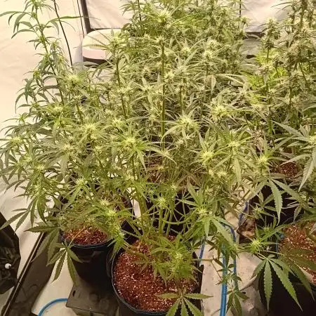 FrostybudZGenetics All GAS OG Humdbolt