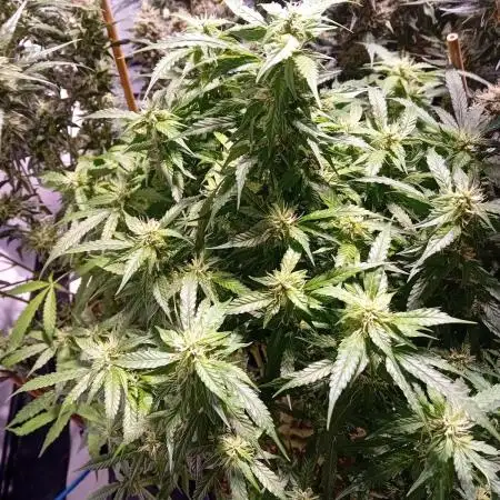 FrostybudZGenetics Sourdelica Night owl