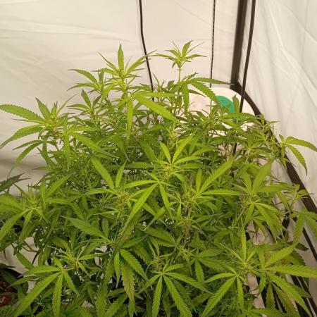 FrostybudZGenetics Gelato Fastbuds