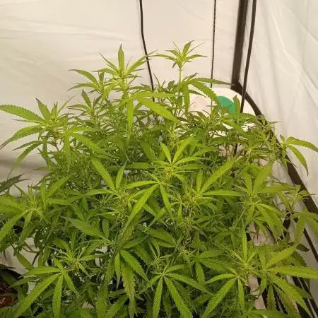 FrostybudZGenetics Gelato Fastbuds