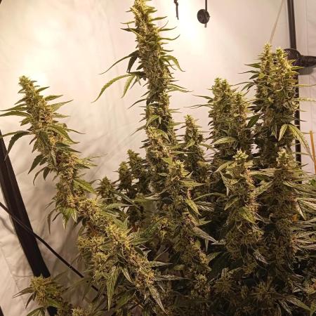 FrostybudZGenetics Scoopski Night owl
