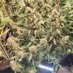 FrostybudZGenetics QueensBanner Nightowl