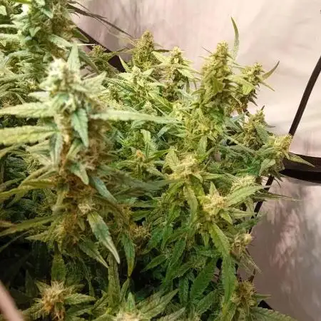 FrostybudZGenetics Wedding Cheesecake