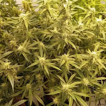 FrostybudZGenetics All GAS OG Humdbolt