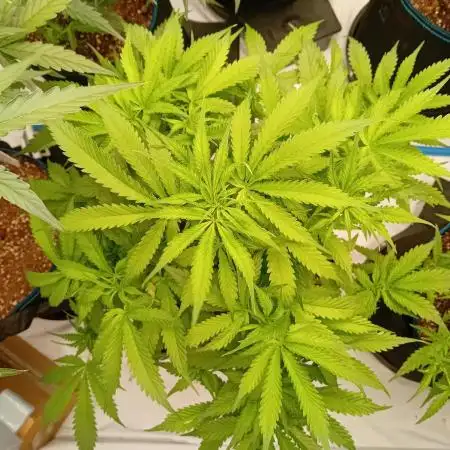 FrostybudZGenetics Sourdelica Night owl