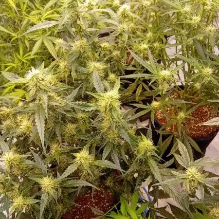 FrostybudZGenetics QueensBanner Nightowl