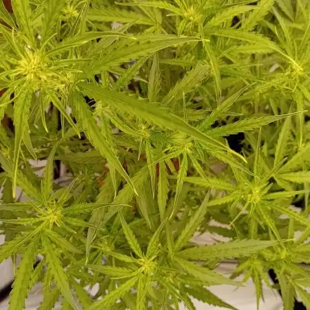 FrostybudZGenetics Scoopski Night owl