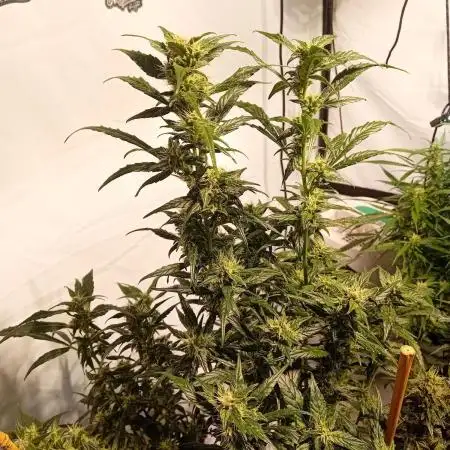 FrostybudZGenetics Deja Blue Night owl