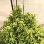 FrostybudZGenetics Sourdelica Night owl