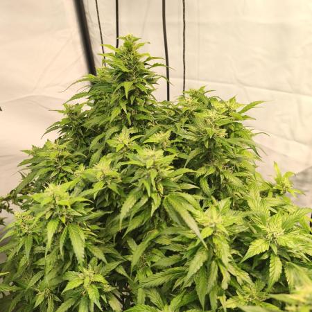 FrostybudZGenetics Sourdelica Night owl