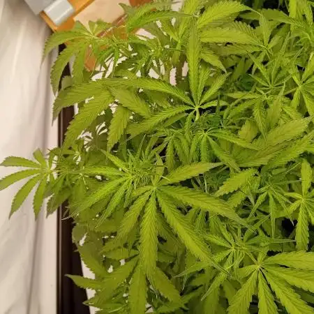 FrostybudZGenetics All GAS OG Humdbolt