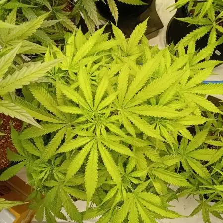 FrostybudZGenetics Sourdelica Night owl