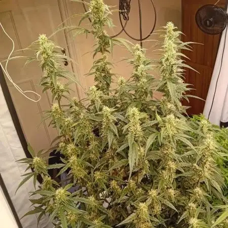 FrostybudZGenetics Scoopski Night owl